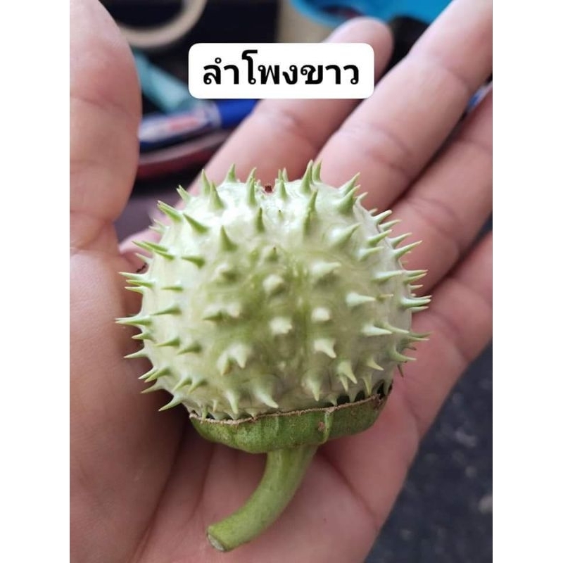 ลำโพงขาว มะเขือบ้า ขายผลสด 1 ผล 50 บาท(สำหรับทำยาหรือวิจัย)