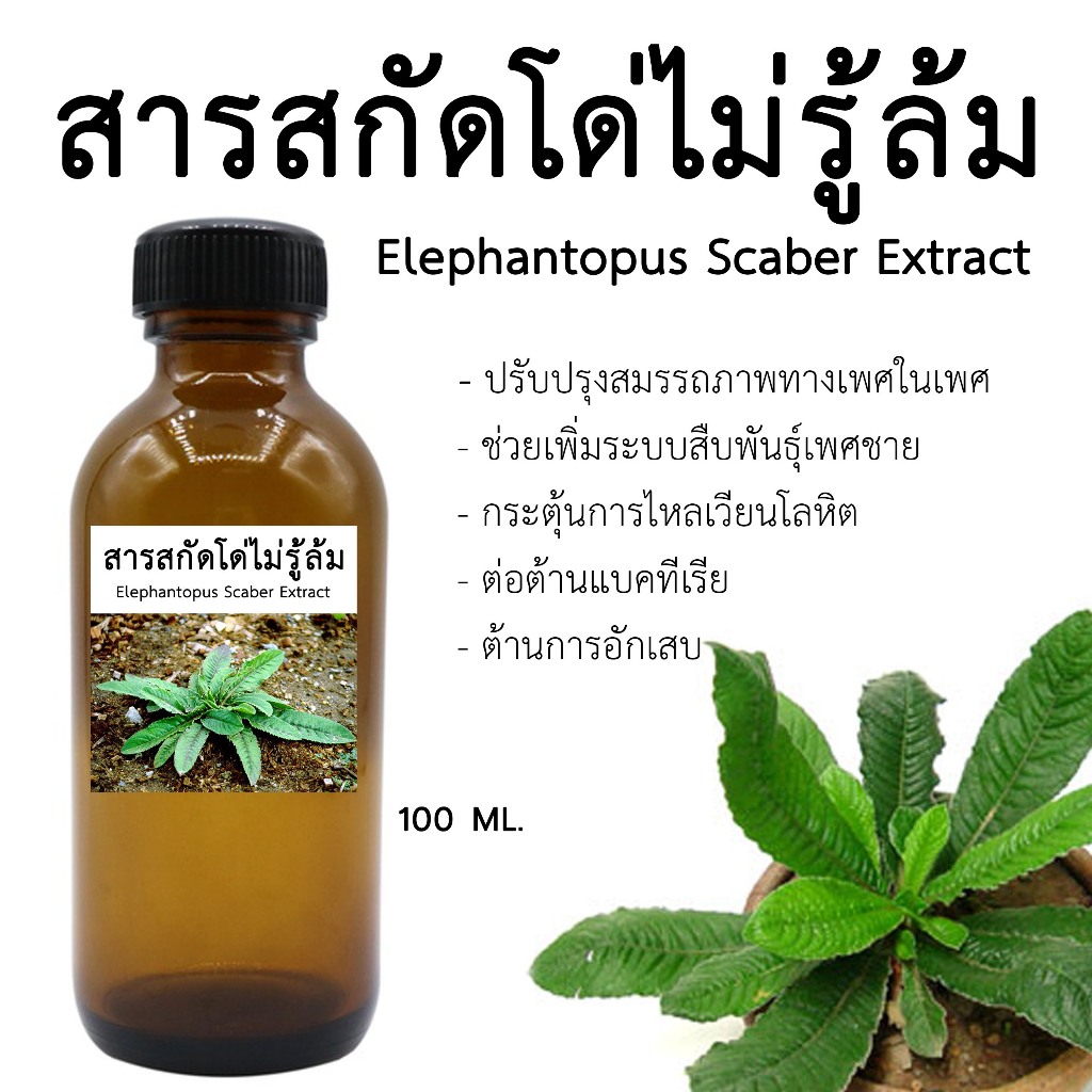 สารสกัดโด่ไม่รู้ล้ม Elephantopus scaber Extract 100 ML. I สารสกัดใช้ในเครื่องสำอางเท่านั้น