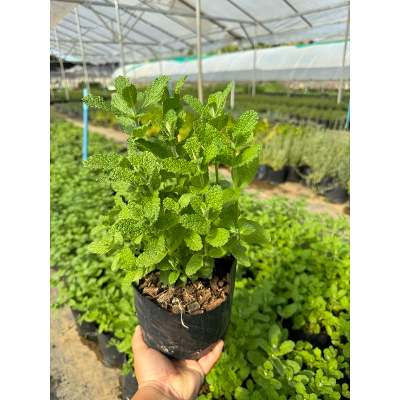 แอปเปิ้ลมิ้น//Apple mint //สมุนไพรฝรั่ง