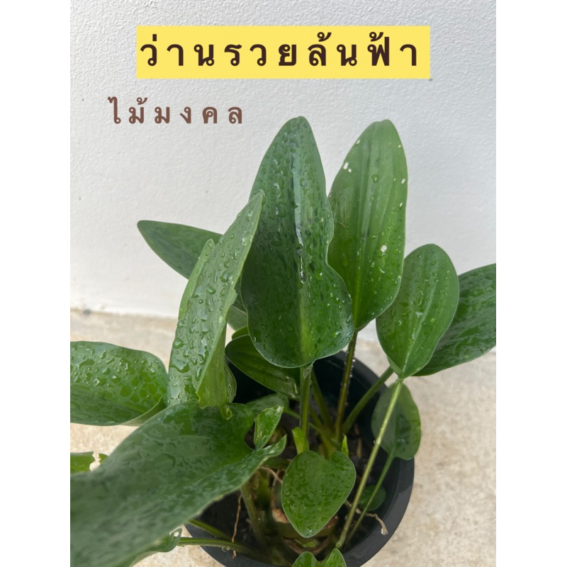 ไม้มงคล ว่านรวยล้นฟ้า/ว่านเพชรฉลูกัณฑ์/ว่านหมูกลิ้ง/ว่านมหารวย ฟอร์มสวย ส่งต้นจริง