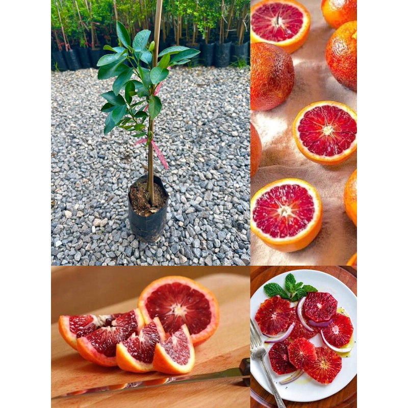 ต้นส้มเลือด กิ่งเสียบยอด ขนาดต้น 50-70 ซม. เป็นส้มสายพันธุ์ที่เนื้อคล้ายเลือด รสชาติหวานอมเปรี้ยว