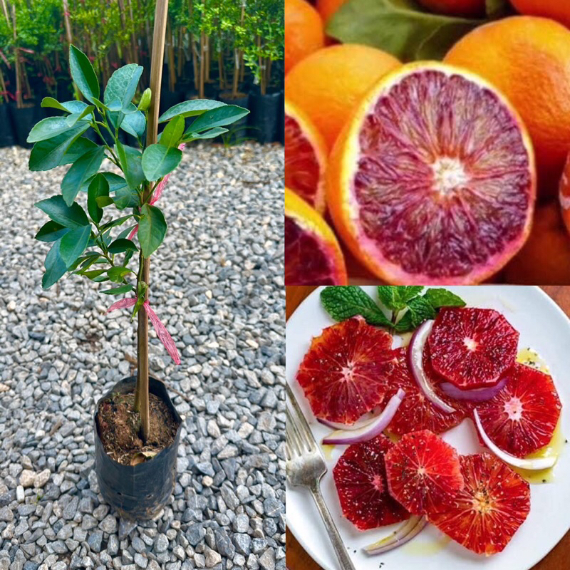ต้นส้มเลือด กิ่งเสียบยอด ขนาดต้น 50-70 ซม. เป็นส้มสายพันธุ์ที่เนื้อคล้ายเลือด รสชาติหวานอมเปรี้ยว