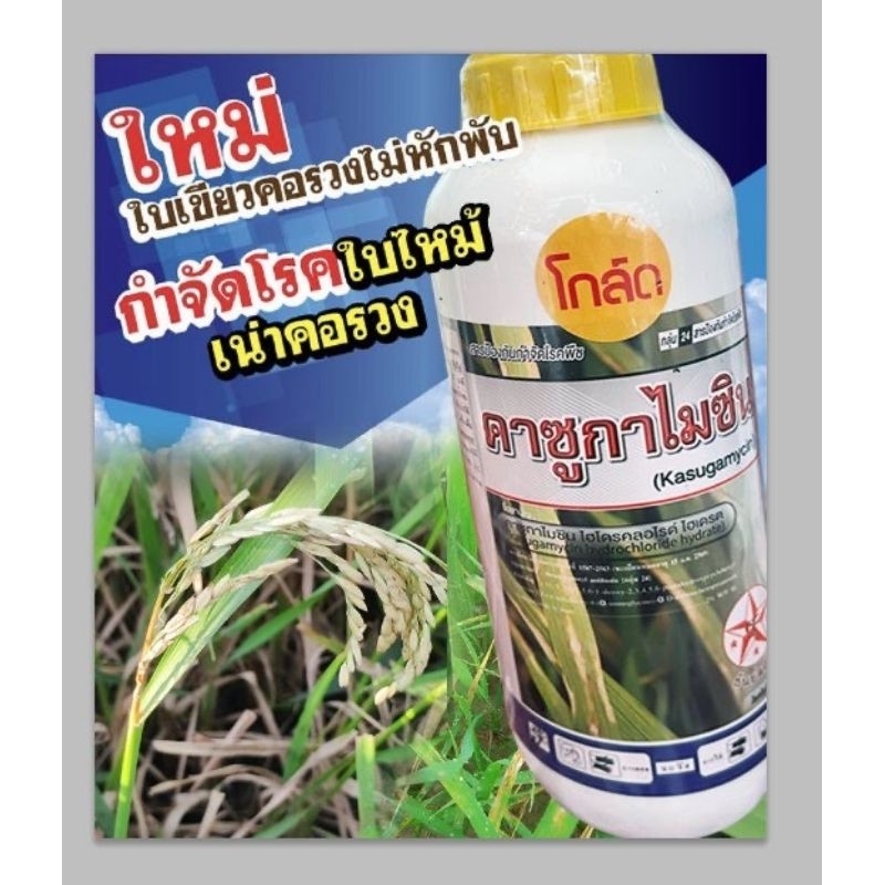 คาซูก้าไมซิน สูตรพิเศษ+ฟอสฟอรัสแอซิด เชื้อราแบคทีเรียสิ้นซาก ข้าวเขียว สมบูรณ์ ขนาด1ลิตร กำจัดโรคพืชได้เด็ดขาดกว่า