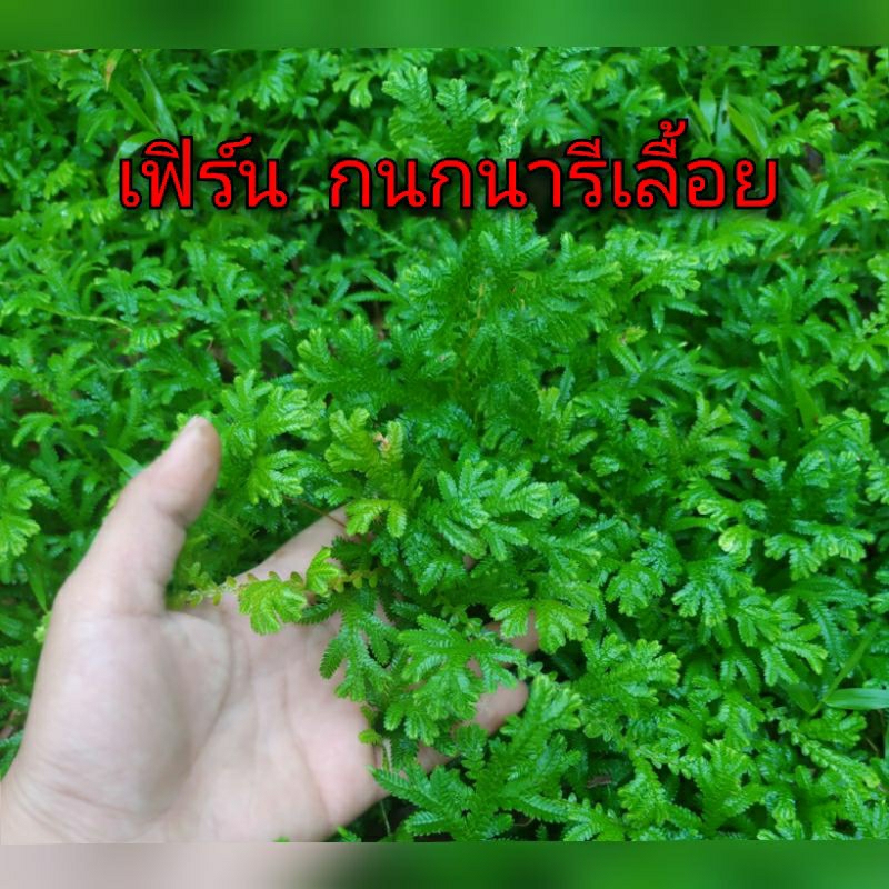 👉เฟิร์นกนกนารีเลื้อย👈 ปลูกเป็นไม้กระถาง หรือคลุมดิน