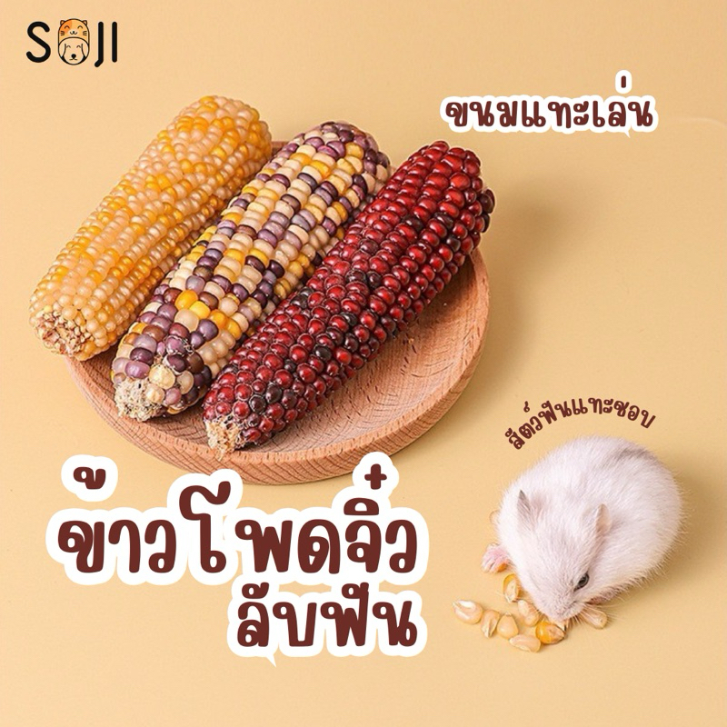 ข้าวโพดจิ๋วลับฟัน ขนมแทะ สัตว์ฟันแทะ หนูแฮมเตอร์ กระต่าย ชินชิล่า