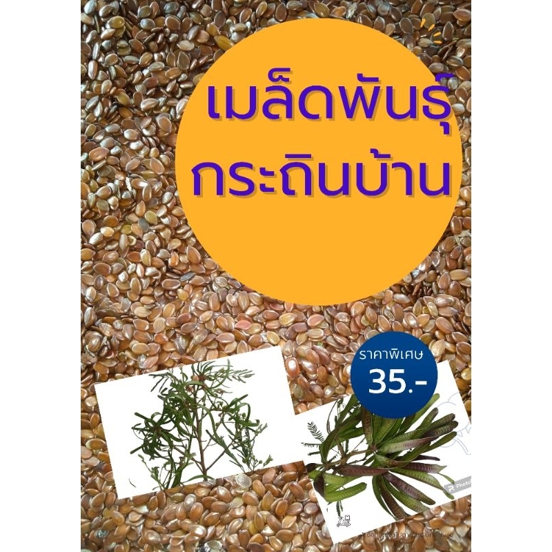 เมล็ดพันธุ์กระถินบ้าน 1,000 เมล็ด พร้อมวิธีเพาะเมล็ด ใหม่ไม่ค้างปี ความงอกไม่น้อยกว่า80%