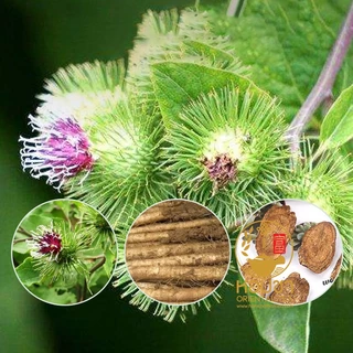 ชารากต้นโกโบ Burdock Root 牛蒡 เกรด A รากใหญ่ หั่นบาง ของดีตามชื่อเสียง