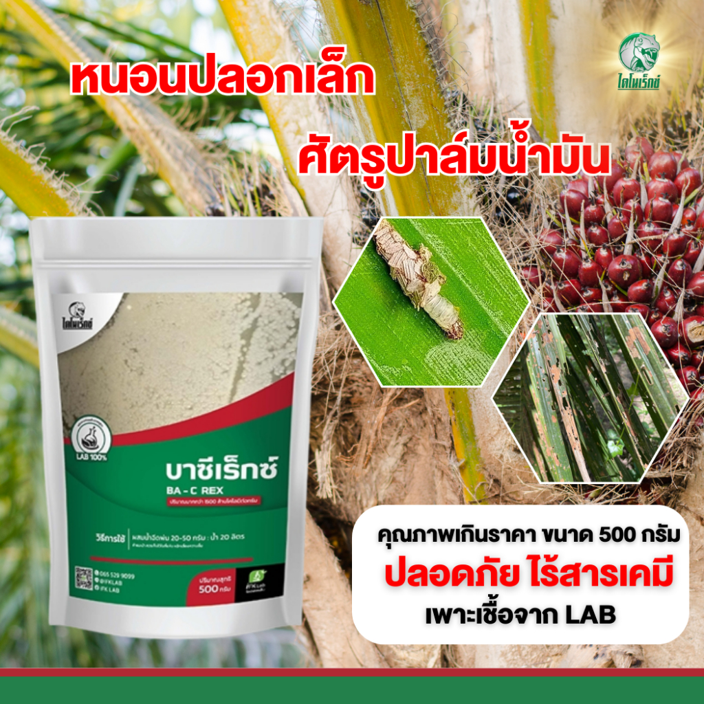 ปัญหาหนอนปลอกเล็ก ระบาดใน ปาล์มน้ำมัน ป้องกันโดย บาซีเร็กซ์ ชีวภัณฑ์กำจัดหนอน โดยไดโนเร็กซ์