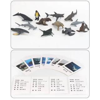 โมเดลไดโนเสาร์ โมเดลสัตว์ โมเดลสัตว์ทะเล 12 ตัว พร้อม Flash Card การ์ดจับคู่โมเดลสัตว์ Montessori Lookmaebaby