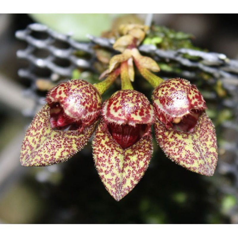 Bulbophyllum frostii สิงโตฟรอสชิอาย