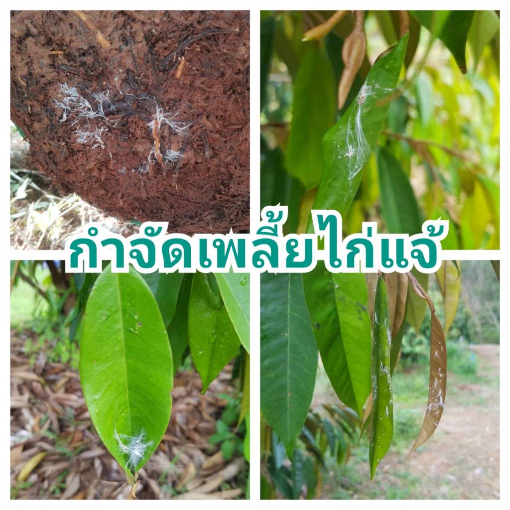 เมตาไรเซียม+บิวเวอร์เรีย แพ็คคุ้ม 2 กิโล 4 ซอง ขนาด 500 กรัม ไร้หนอน ไร้เพลี้ย ไร้แมลงรบกวน ใช้ดีบอกต่อ คุ้มราคา - รูปที่ 5