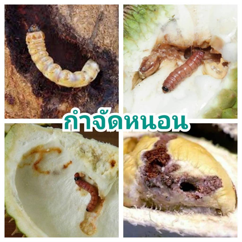 เมตาไรเซียม+บิวเวอร์เรีย แพ็คคุ้ม 2 กิโล 4 ซอง ขนาด 500 กรัม ไร้หนอน ไร้เพลี้ย ไร้แมลงรบกวน ใช้ดีบอกต่อ คุ้มราคา - รูปที่ 6