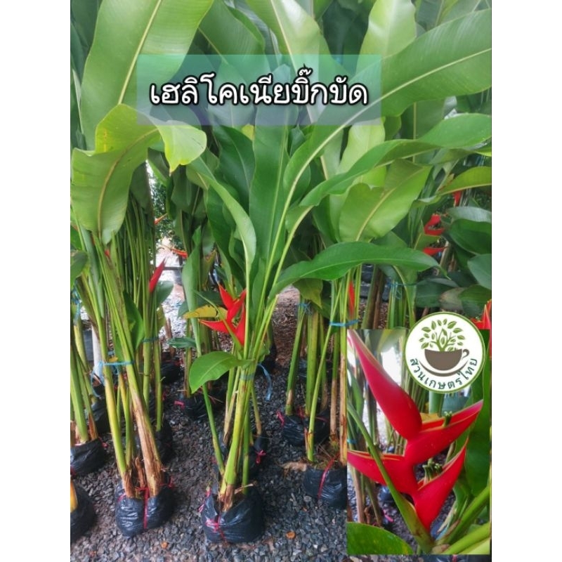 เฮลิโคเนีย บิ๊กบัด ไม้ประดับ ดอกสวย ถูง1 มี 5-7 ต้น ถุงใหญ่ ตัดใบส่ง