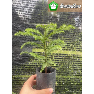 ต้นสนฉัตร 🎉ต้นแข็งแรง 🌿 สินค้าเสียหาย แจ้งทางร้านได้เลยจ้า