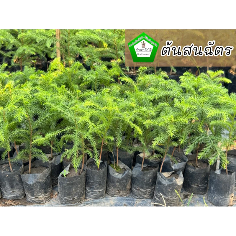 ต้นสนฉัตร 🎉ต้นแข็งแรง 🌿 สินค้าเสียหาย แจ้งทางร้านได้เลยจ้า