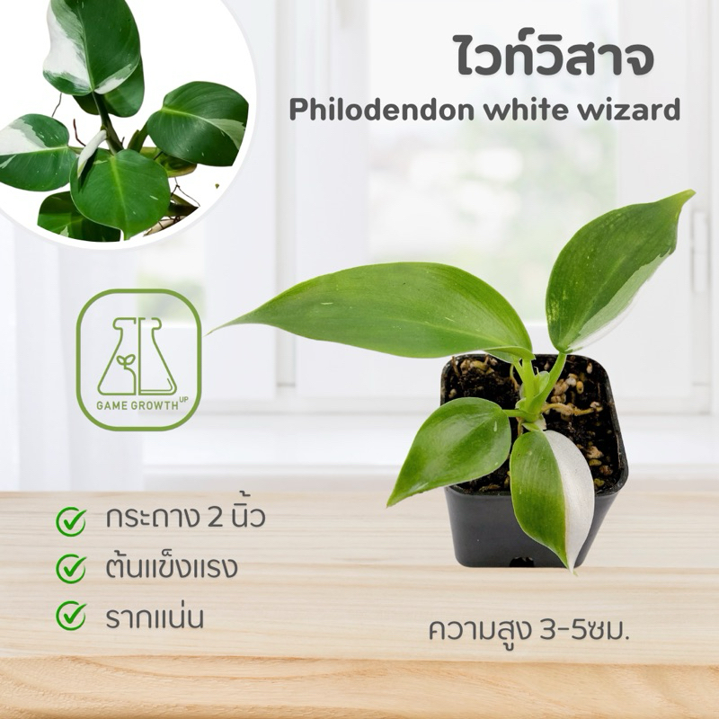 ไวท์วิสาจ : Philodendron White Wizard