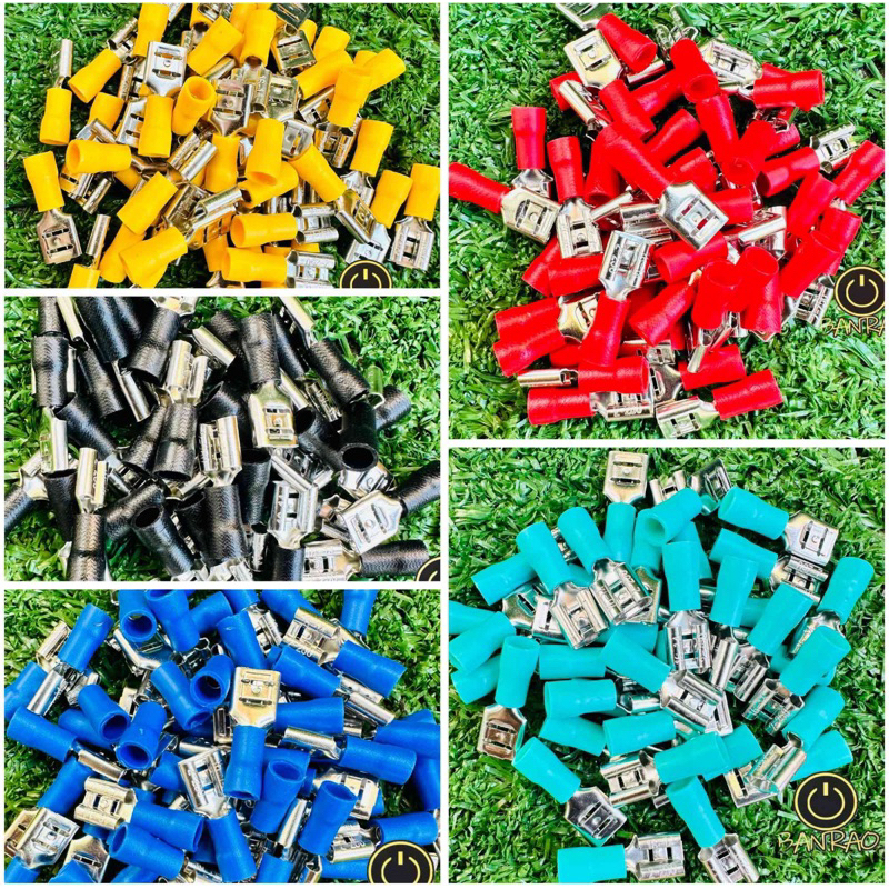 หางปลาเสียบแบน ตัวเมีย (20ชิ้น)