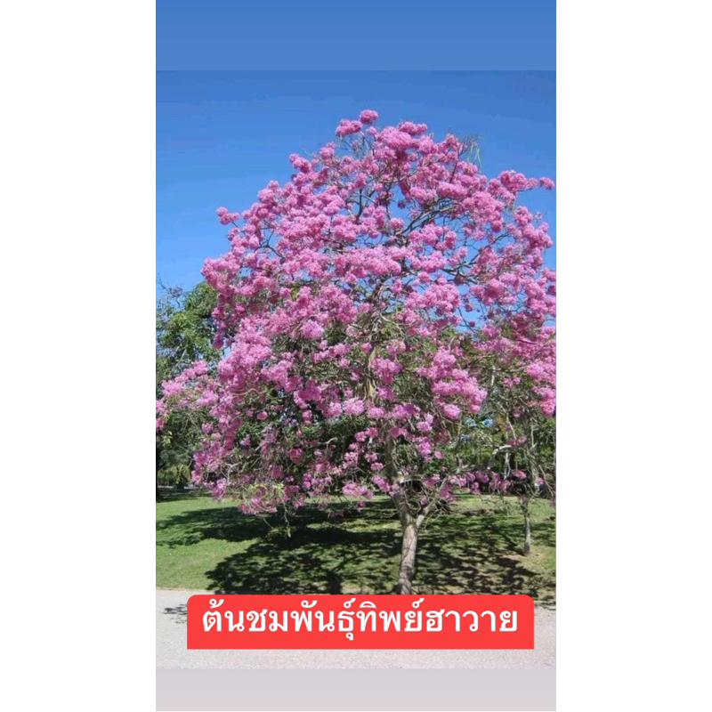 ขาย ต้นชมพูพันทิพย์ฮาวาย ขนาด 40-50เซนติเมตร