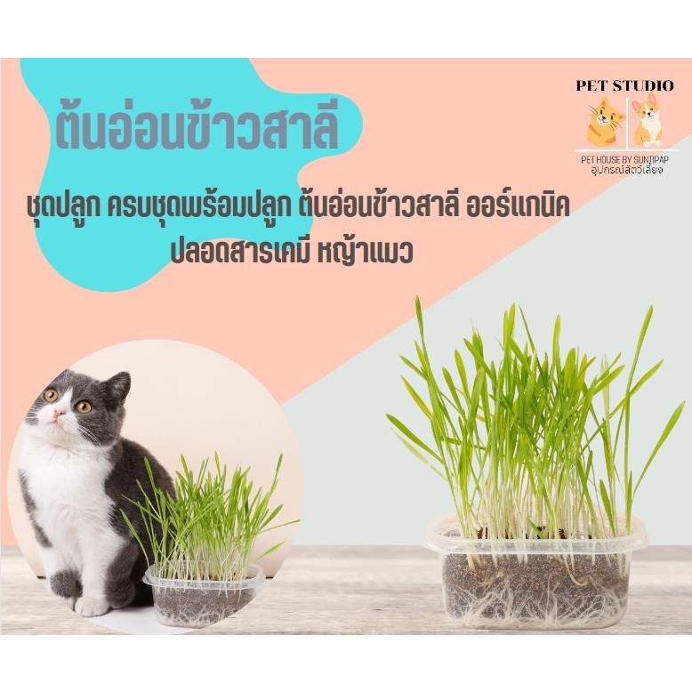 ชุดปลูกข้าวสาลีแมว สำหรับปลูกต้นอ่อนข้าวสาลี เมล็ดหญ้าแมว Namping petshop