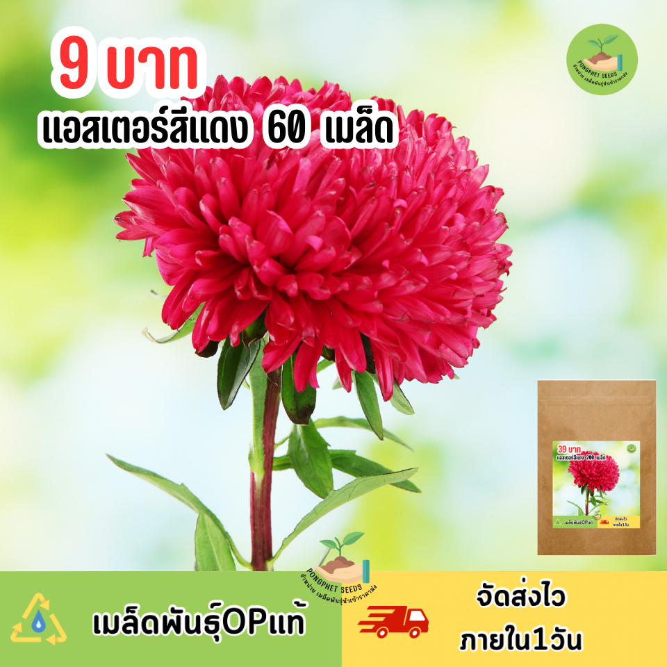 พิเศษ 9 บาท ดอกแอสเตอร์สีแดง 60 เมล็ด