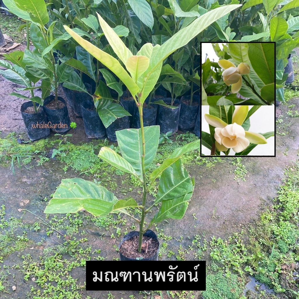 ต้นมณฑานพรัตน์ มณฑานพรัตน์ (Magnolia liliifera) ไม้ดอก มีดอกหอม (รับประกัน ส่งใหม่ฟรี หากสินค้าเเสียหาย!!)