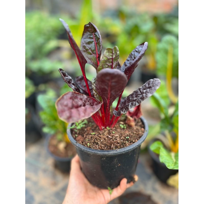 สวิส ชาร์ด (Swiss Chard) 6 นิ้ว สีแดง อร่อยมีประโยชน์