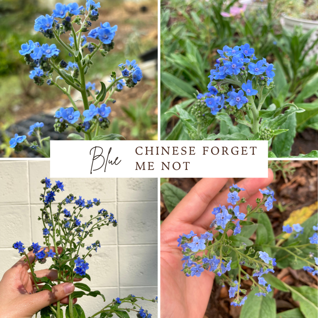 เมล็ด Chinese forget me not สีฟ้า / ไชนีสฟอร์เก็ตมีน็อต สีฟ้า รูปจากต้นจริง