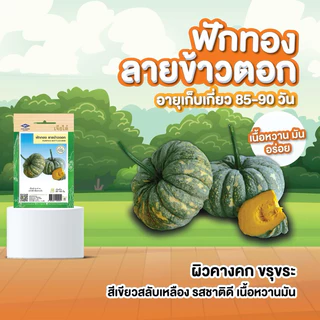 มีครบ! เมล็ดพันธุ์ ฟักทอง เจียไต๋ ทองอำไพ 426 346 ฟักทองญี่ปุ่น ทองอำพัน ทองสยาม สควอช บึงกาฬ
