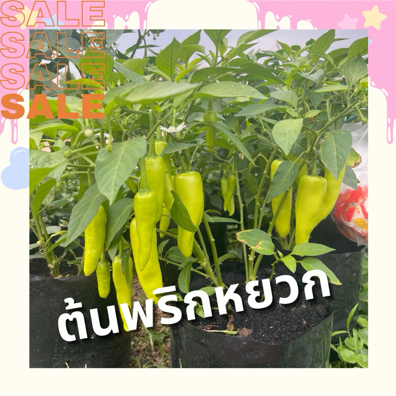 ต้นพริกหยวก ในถุงดำขนาดใหญ่ พร้อมปลูก