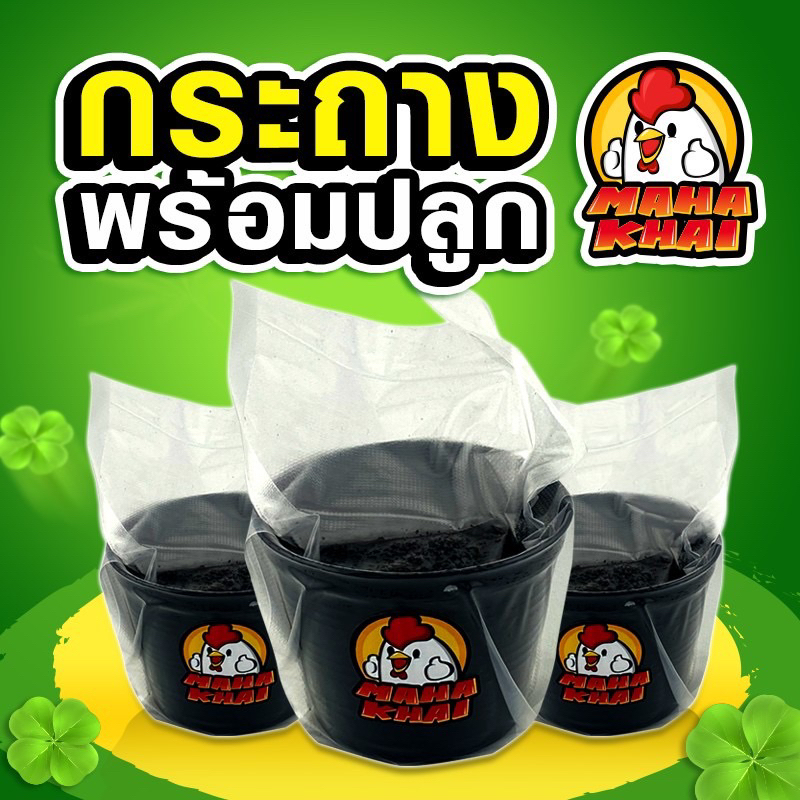 กระถางพร้องปลูก ขนาด4นิ้ว บรรจุพีทมอส ใช้ปักชำกิ่งกัญชาหรือเพาะเมล็ด