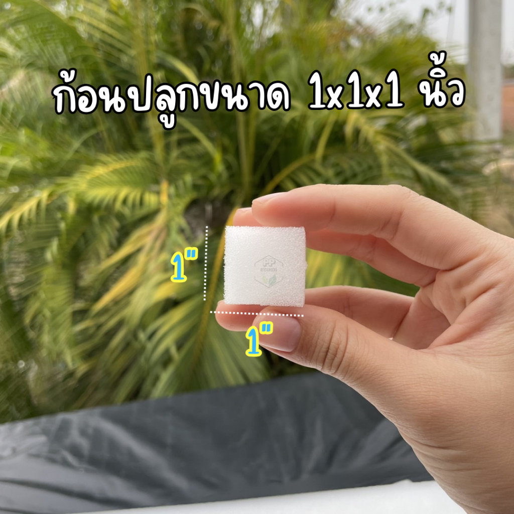 ฟองน้ำเพาะเมล็ด ฟองน้ำเพาะผักไฮโดรโปนิกส์ ผักสลัด ** 96 ช่องปลูก** เนื้อละเอียด แบบมีขอบ - 2