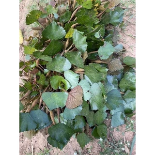 ลดพิเศษกระจับเขาควาย10ต้น✅🌱🌿