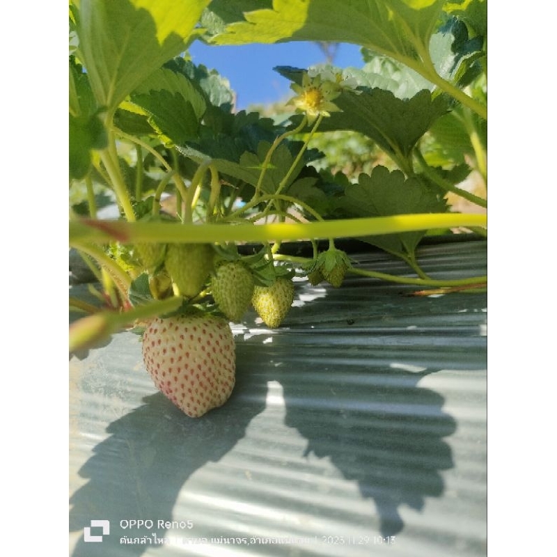 ต้นกล้าสตรอเบอร์รี่ พันธุ์ 80 ชุด 12 ต้น
