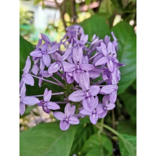 ดอกเข็มสีม่วง1ต้นถุงดำไม้ดอกไม้ประดับ