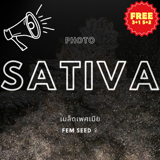 เมล็ดกัญชา SATIVA เพศเมีย ต้นสูงใหญ่ ผลผลิตและอัตราการงอกสูง เหมาะกับสภาพอากาศเมืองไทย แท้ !! SS1
