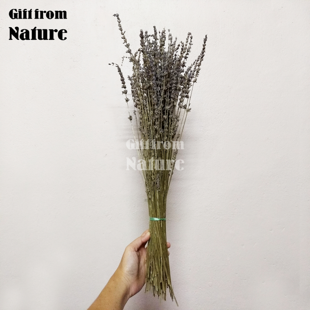 1 กำ 100 กรัม ดอกไม้แห้ง ดอกไม้จริง ลาเวนเดอร์ Lavender ก้านยาวประมาณ 50-60 cm