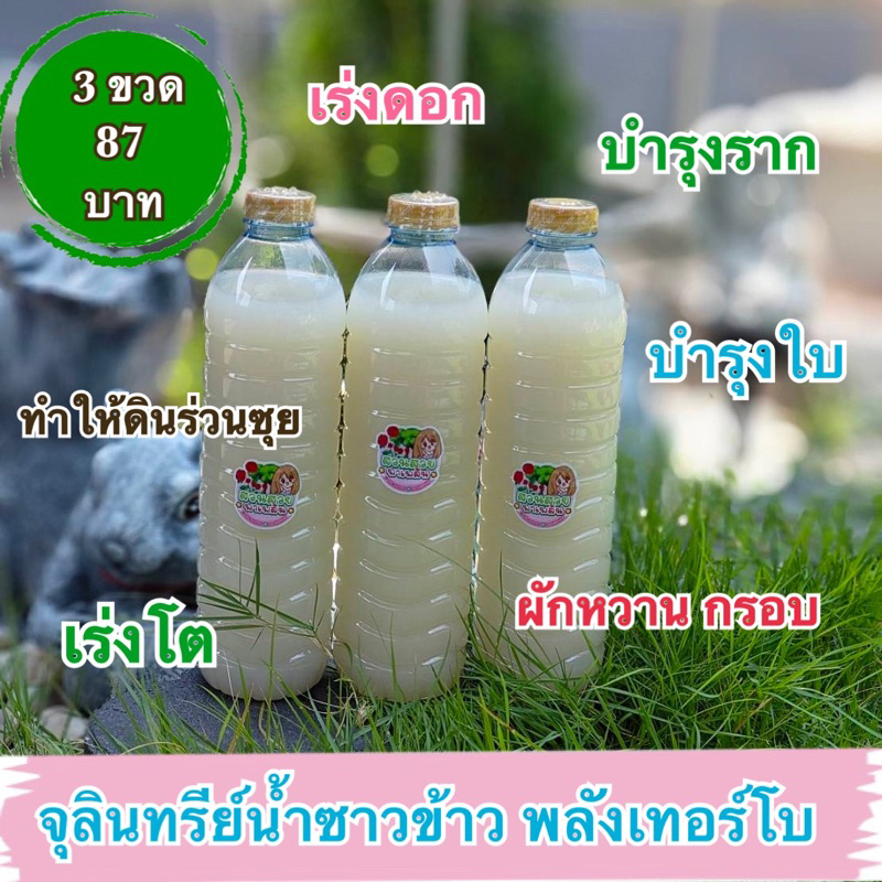 พร้อมส่ง 3 ขวด จุลินทรีย์น้ำซาวข้าว สูตรพลังเทอร์โบ ซุปเปอร์วิตามิน เร่งดอกเร่งผล เร่งราก ปุ๋ยบำรุงใบ