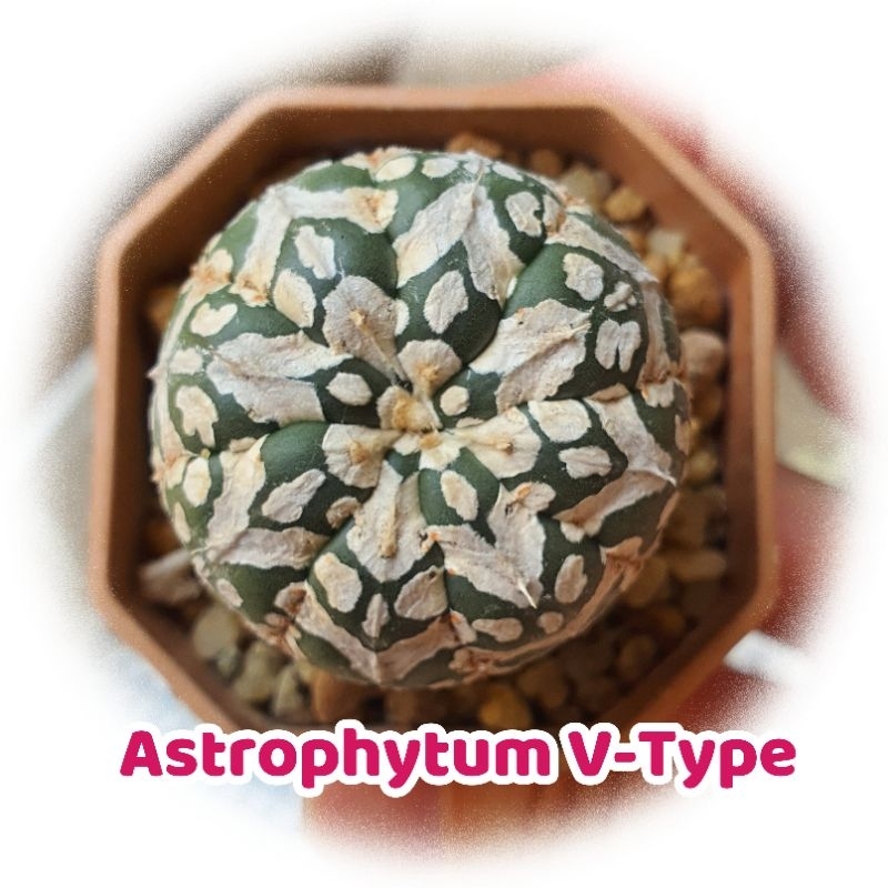 Astrophytum V Type แอสโตรไฟตัม วี ไม้เมล็ด แคคตัส พืชอวบน้ำ