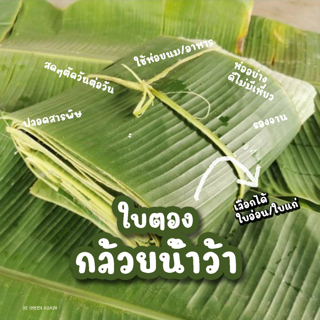 ใบตองรองอาหาร และขนม ไทย ต้องเป็นใบกล้วยน้ำว้าจากสวนเท่านั้น ปลอดสาร organic 100% flashsale 1บาท หนึ่งบาท