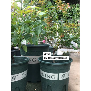 ~พร้อมส่งที่ไทย~ “กระถางปลูกต้นไม้ทรงมาตรฐาน​ รุ่นพิมพ์ลาย Gardening”