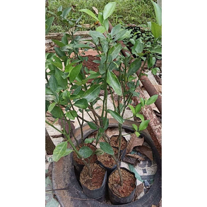 ต้นส้มโชกุนแบบกิ่งตอน