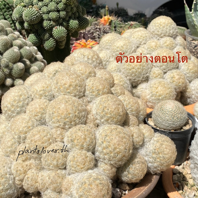 ขนนกขาว ขนาดกระถาง 2 นิ้ว