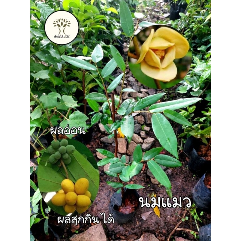 ต้นนมแมว ต้นขนาด 50-80ซม.มีกลิ่นหอมเย็น