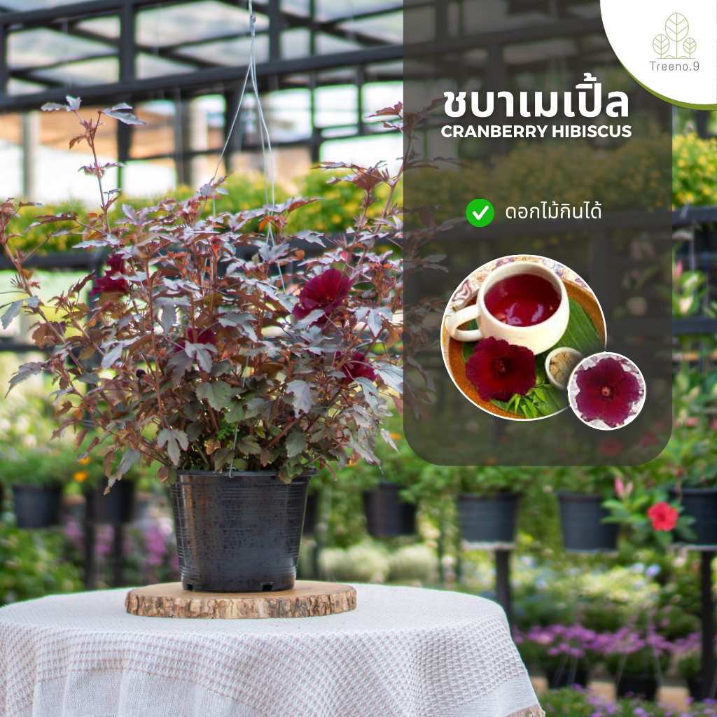 Treeno.9 T31 ชบาเมเปิ้ล cranberry hibiscus สูงสวยมากกว่าเดิม ล๊อตใหม่ กระถาง 8 นิ้ว ไม้ประดับ