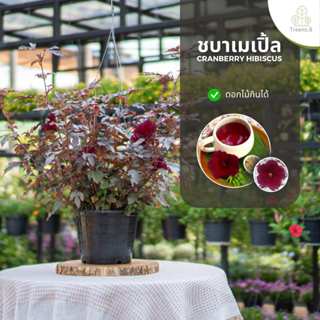 Treeno.9 T31 ชบาเมเปิ้ล cranberry hibiscus สูงสวยมากกว่าเดิม…