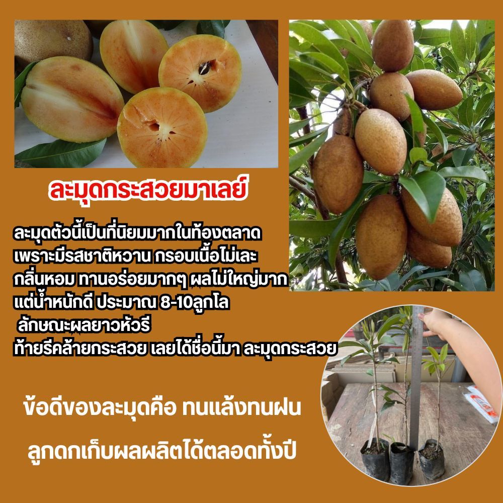 (2ต้น)ต้นละมุดกระสวยมาเลย์ (เสียบยอด) พันธุ์เตี้ยลูกดก ลูกใหญ่รสชาติหวานกรอบ