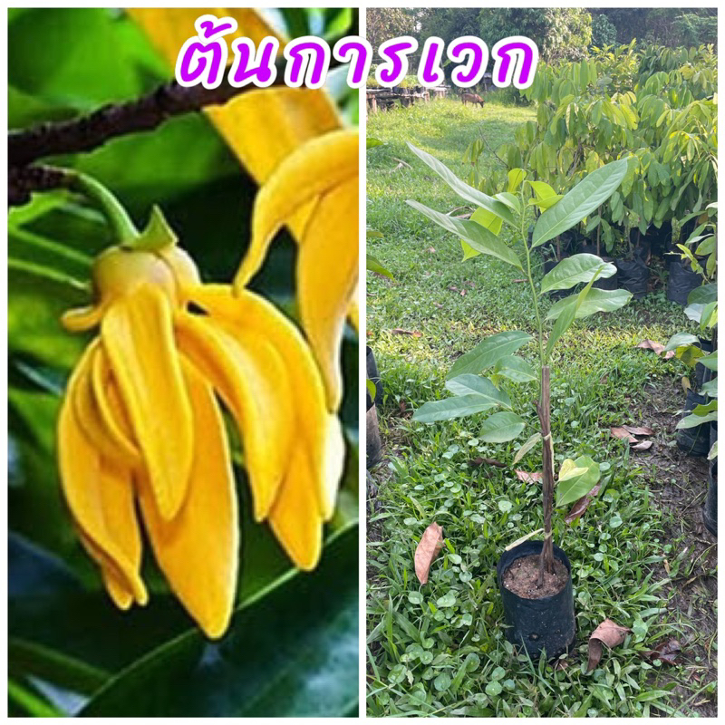ต้นการเวก กิ่งตอน ไม้เถาเนื้อแข็ง ดอกสีเหลือวคล้ายกระดังงามีกลิ่นหอม ขนาดต้น 50ซม.