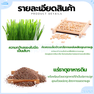 ข้าวสาลีแมว หญ้าแมว ชุดปลูกข้าวสาลี ต้นอ่อนข้าวสาลี ต้นข้าวสาลีแมว เสริมสร้างภูมิคุ้มกัน ลดกลิ่นมูลสัตว์เลี้ยง