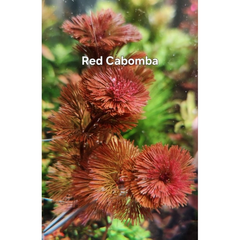 Red Cabomba สีแดงจัด