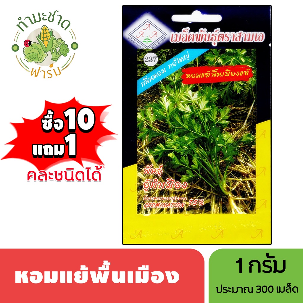 3A (ซื้อ10แถม1) เมล็ดพันธุ์ หอมแย้พื้นเมือง ขนาด1กรัม ประมาณ300เมล็ด ANGELICA ARCHANGELICA ลำแย้ หอมแย้ ผักชีไร่ เมล็ด